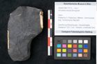 Foto (Objekt + Etikett) von Annularia minuta Brongniart (NHMW-GEO-2024-0188-11013)